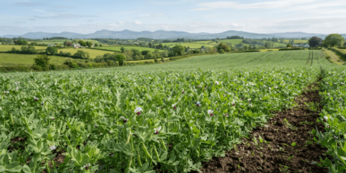 A lush green field of plants with majestic mountains rising in the background under a clear blue sky.
